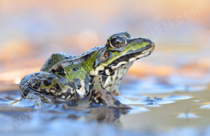 Teichfrosch (Pelophylax esculenta)