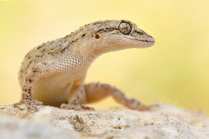 Ein Ägäischer Nacktfinger (Mediodactylus kotschyi)