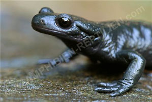 Alpensalamander (Salamandra atra)