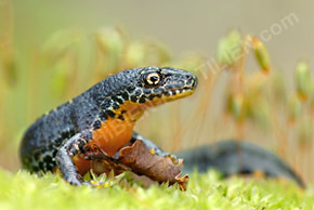 Bergmolch (Ichthyosaura alpestris)