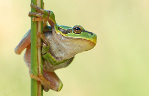 Europäischer Laubfrosch (Hyla arborea)