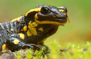 Feuersalamander (Salamandra salamandra)