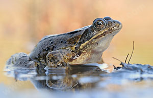 Grasfrosch (Rana temporaria)