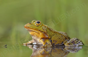 Kleiner Wasserfrosch (Pelophylax lessonae)