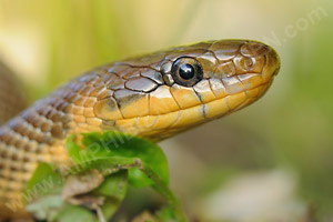 Äskulapnatter (Zamensis longissima)