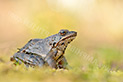 Springfrosch (Rana dalmatina)