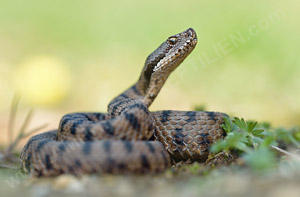 Aspisviper (Vipera aspis)