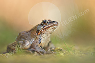 Springfrosch (Rana dalmatina)