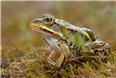 Kleiner Wasserfrosch (Pelophylax lessonae)