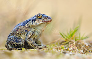 Knoblauchkröte (Pelobates fuscus)