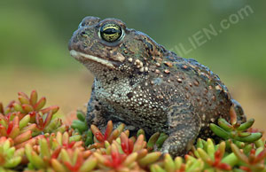 Kreuzkröte (Bufo calamita)