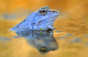 Moorfrosch (Rana arvalis)