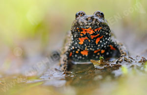 Rotbauchunke (Bombina bombina)