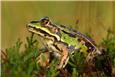 Teichfrosch (Pelophylax esculentus)